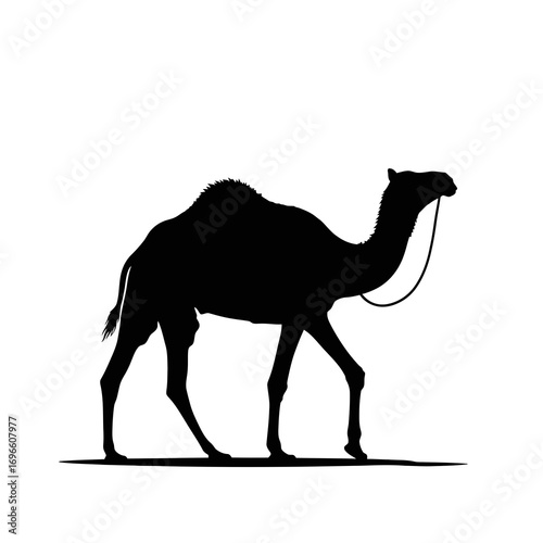 Dromedary camel walking silhouette isolated on white background