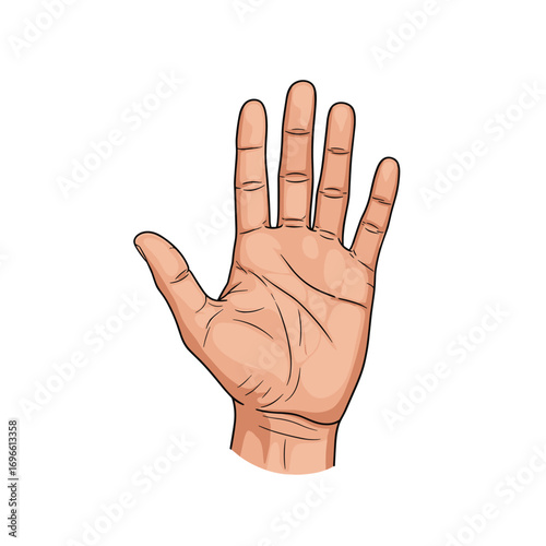 Detailed illustration of the human palm showing lines and features for palmistry analysis and educational purposes