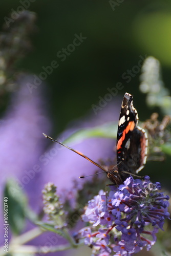 Red admiral butterfly (Vanessa Atalanta) on Lily Grass