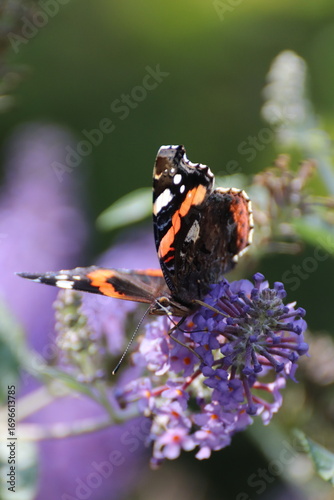 Red admiral butterfly (Vanessa Atalanta) on Lily Grass