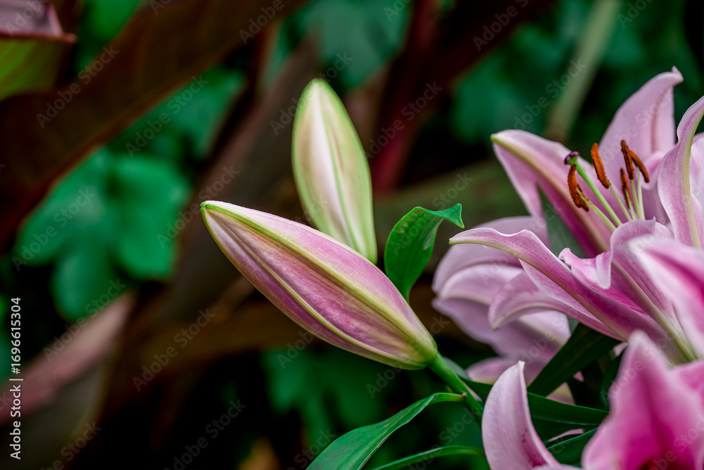 Fototapeta premium photo of pink lily on background