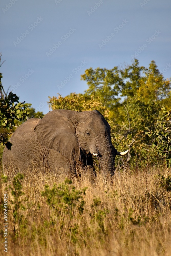 Fototapeta premium Large African elephant bull with long ivory tusks standing in the dense savanna bush
