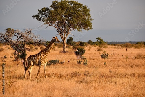 Tableau sur toile giraffe walking through the golden grass of the African savanna at sunset