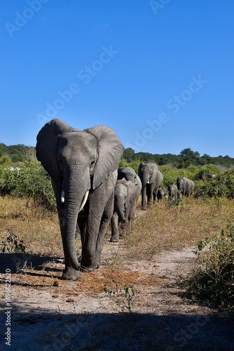 Photography The elephant trail