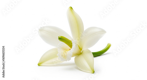 Delicate White Vanilla Orchid Flower, Aromatic Blossom, Isolated transparent background