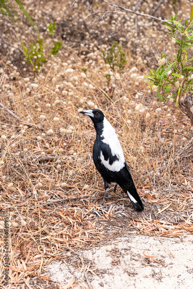 Fototapeta premium Australian magpie (Gymnorhina tibicen) at Hamelin Bay Beach, near Karridale, Margaret River Region, Shire of Augusta in the SW Region of Western Australia WA