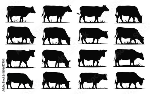 Vector art of a collection of cow silhouettes, showcasing various poses and angles, perfect for agricultural, livestock, or designrelated projects and illustrations