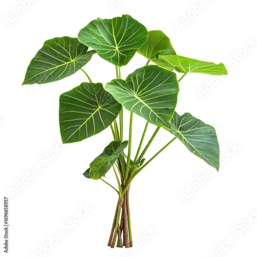 A green plant with large, heart-shaped leaves on a transparent background