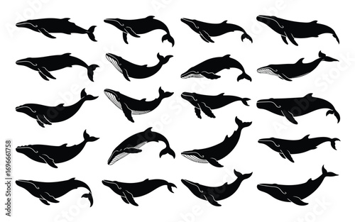 Vector art of a captivating collection of whale silhouettes, showcasing the majestic marine mammals graceful form and powerful presence, perfect for adding a touch of ocean life