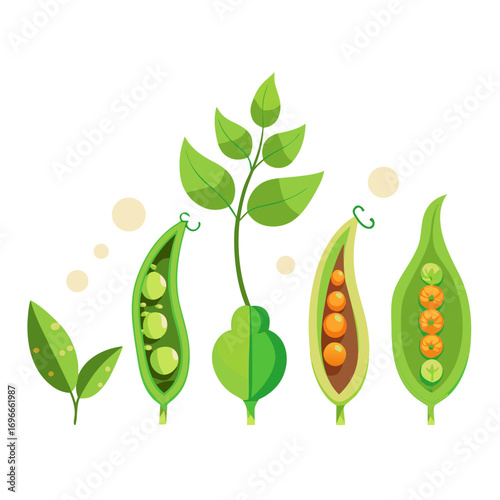 green peas isolated on white background