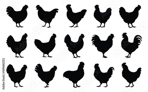 Vector art of silhouette collection of chicken set of different hen and rooster in simple black shapes vector illustration of farm animals and poultry