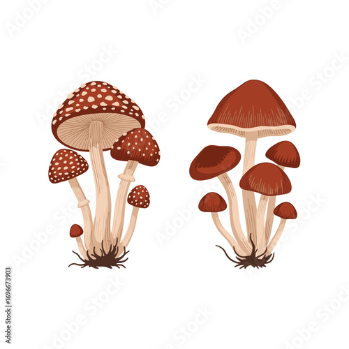 Detailed illustration of two groups of fungi in earth tones