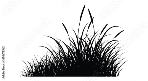 tall grass silhouette against white background