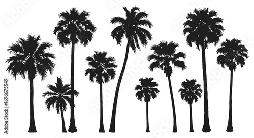 a cluster of tall palm trees silhouetted against sky