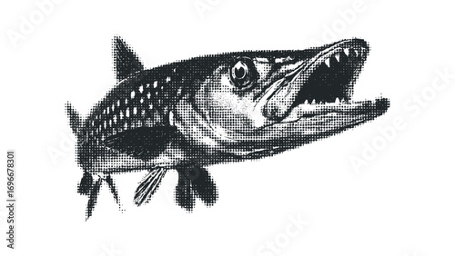 Halftone Style Barracuda Fish With Open Mouth Transparent. Vector hand drawn illustration