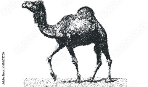 Single dromedary camel walking across a white void. Vector hand drawn illustration