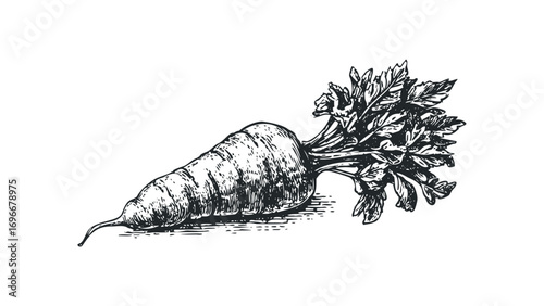Engraved root vegetable with leafy greens on a transparent background. Vector hand drawn illustration