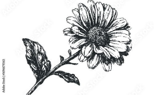 Detailed sketch of a flower with a stem and leaves on a transparent background. Vector hand drawn illustration