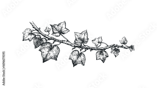 Black and white sketch of a vine with ivy leaves on a transparent background. Vector hand drawn illustration