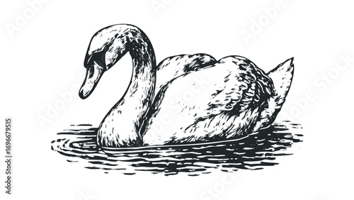 Graceful Swan Floating On Water. Vector hand drawn illustration