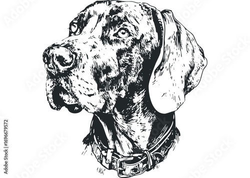 Sketch of a dog's head wearing a collar, transparent. Vector hand drawn illustration