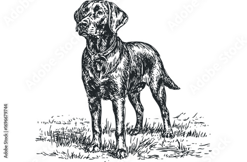 Hand Drawn Dog Standing in Grassy Field. Vector hand drawn illustration