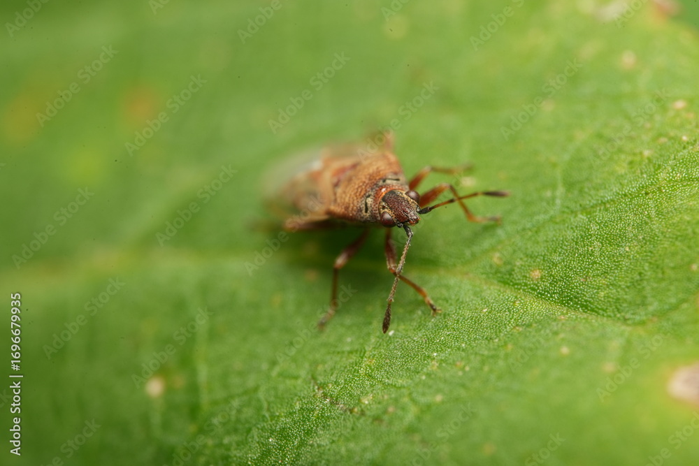Obraz premium bug on leaf
