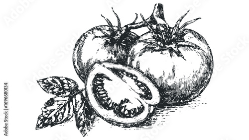 Pencil sketch of ripe tomatoes and leaves on a transparent background. Vector hand drawn illustration