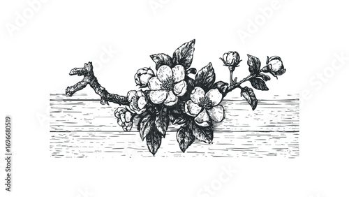 Sketch of blooming apple blossoms on a wooden surface. Vector hand drawn illustration