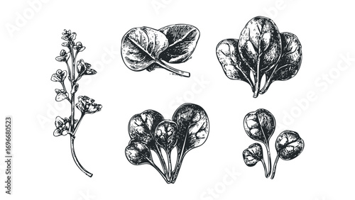 Hand drawn spinach leaves and herb sprig transparent image. Vector hand drawn illustration