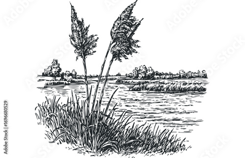 Reeds growing by a flowing river with a distant tree line. Vector hand drawn illustration