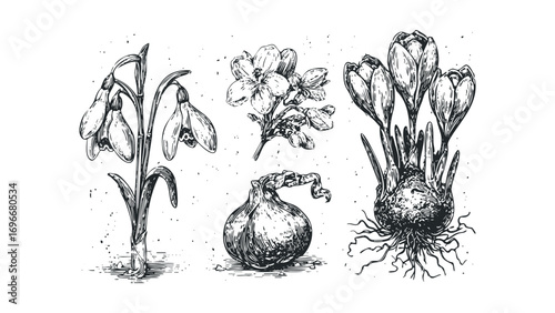 Vintage botanical sketch of snowdrop, crocus, and bulb on white. Vector hand drawn illustration