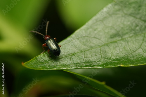 bug on leaf