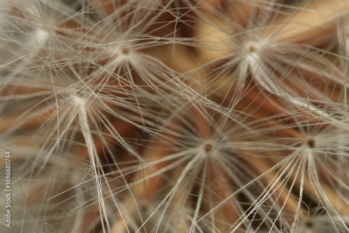 dandelion seed head
