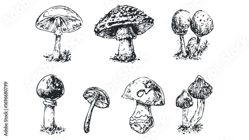 Collection of hand-drawn mushroom types. Vector hand drawn illustration