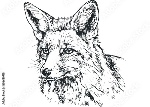 Line drawing of a fox head with large pointed ears and alert eyes. Vector hand drawn illustration