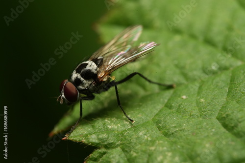 fly on leaf