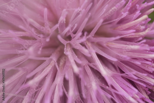 pink flower background