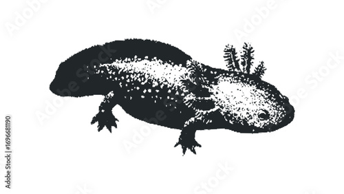 Axolotl Amphibian Creature in Silhouette. Vector hand drawn illustration