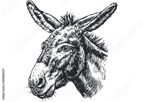 Pencil sketch of a donkey head on transparent background. Vector hand drawn illustration