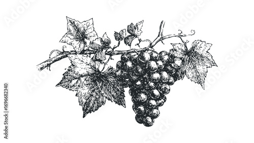 Line art of ripe grapes on a vine with leaves. Vector hand drawn illustration