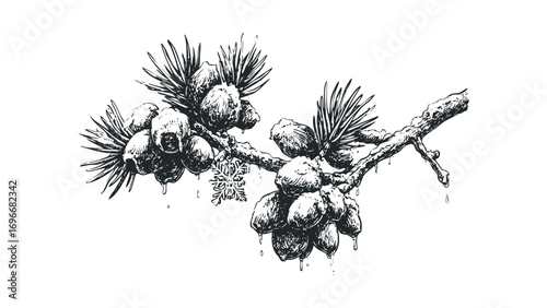 Hand drawn pine branch with pinecones and snowflake detail on transparent background. Vector hand drawn illustration