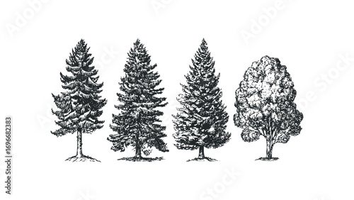 Four Pine and Deciduous Tree Line Art. Vector hand drawn illustration