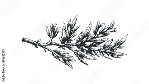 Hand Drawn Olive Branch with Leaves Image. Vector hand drawn illustration