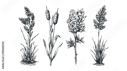 Four sketch drawing plants with foliage and seed heads on a transparent background. Vector hand drawn illustration