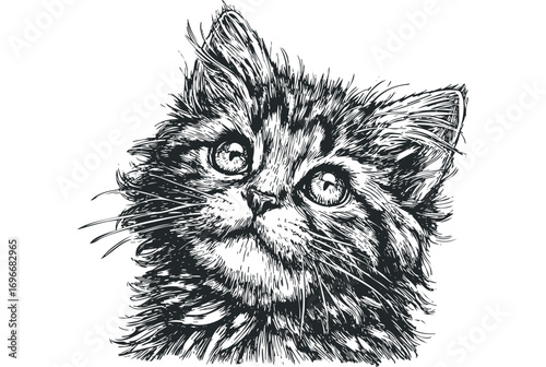 Detailed Sketch of a Fluffy Kitten Face on Transparent Background. Vector hand drawn illustration
