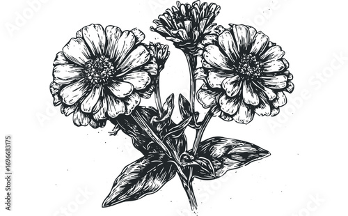 Monochromatic Zinnia Flower Bouquet Engraved Style Transparent. Vector hand drawn illustration
