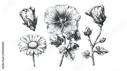 Five black and white botanical drawings of flowers and buds on a transparent background. Vector hand drawn illustration