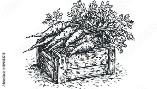 Freshly Harvested Carrots in Wooden Crate Illustration. Vector hand drawn illustration