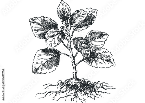 Pen drawing of a plant with visible roots on a transparent background. Vector hand drawn illustration